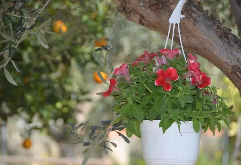 ベッドアンドブレックファースト Cascina Degli Ulivi