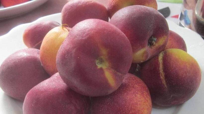 Bed And Breakfast Libano