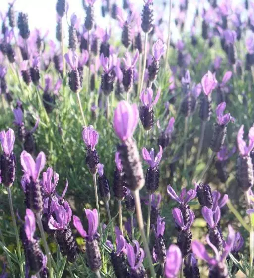 ベッドアンドブレックファースト Poggioba