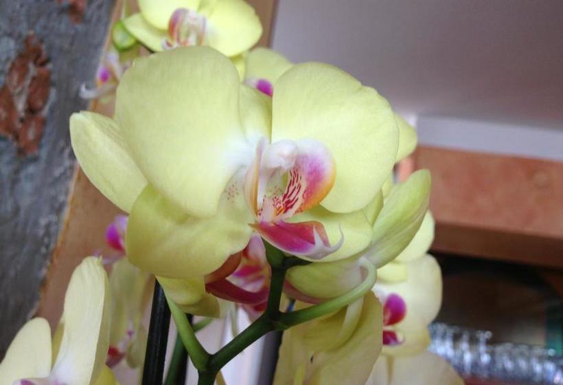 فندق San Michele