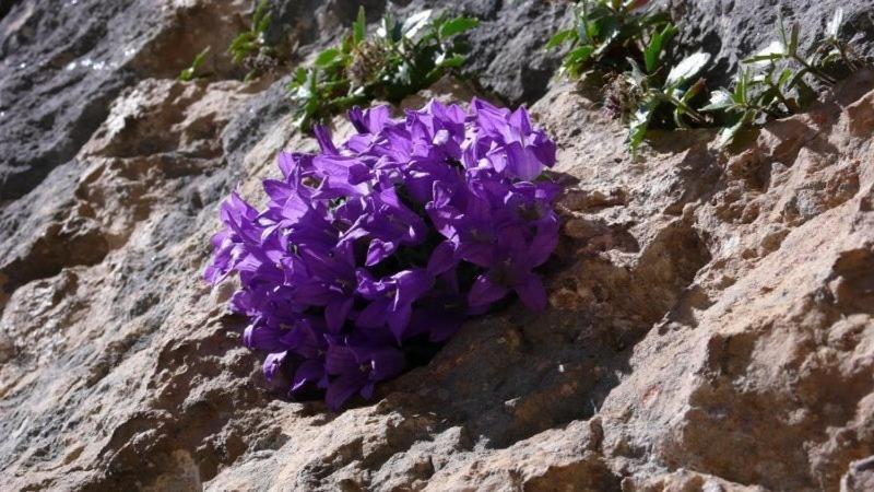 ホテル Malga Passerella