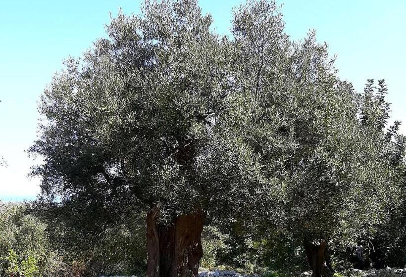 تختخواب و صبحانه Alla Panoramica