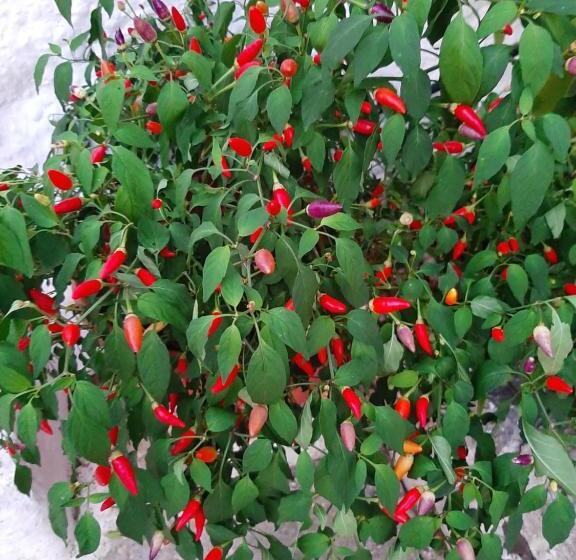 تختخواب و صبحانه Alla Panoramica