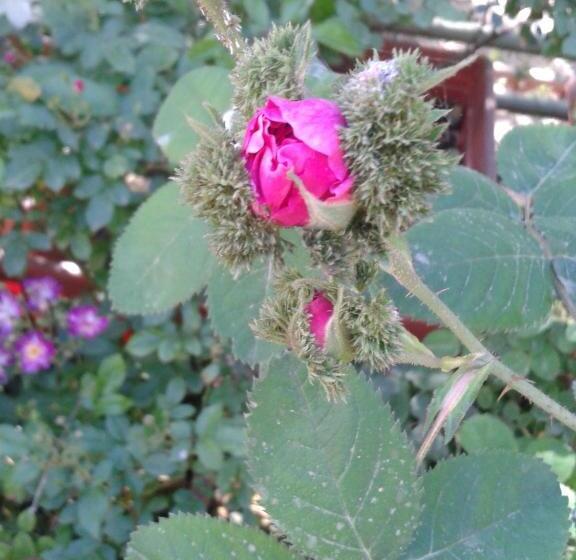 Bed and Breakfast Locanda Dei Buoni E Cattivi