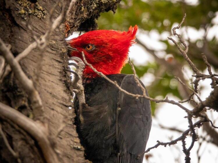 هتل Patagonia Camp