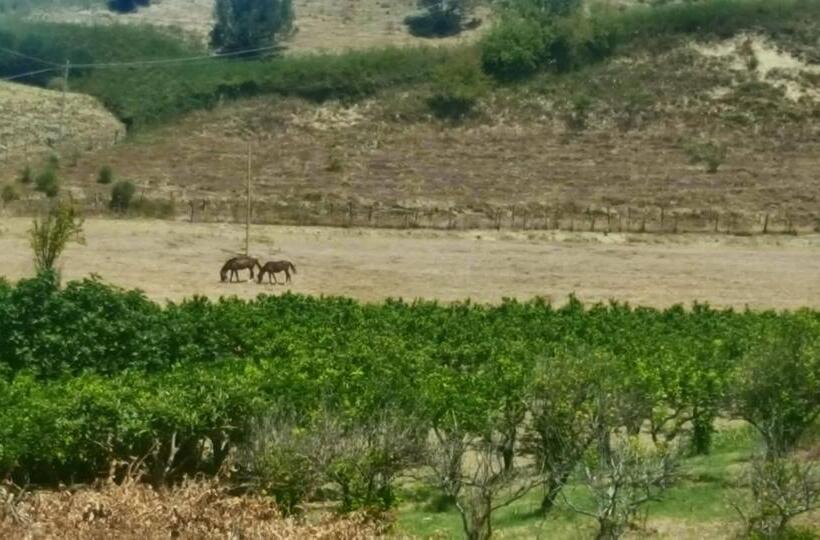 تختخواب و صبحانه La Dimora Degli Artisti