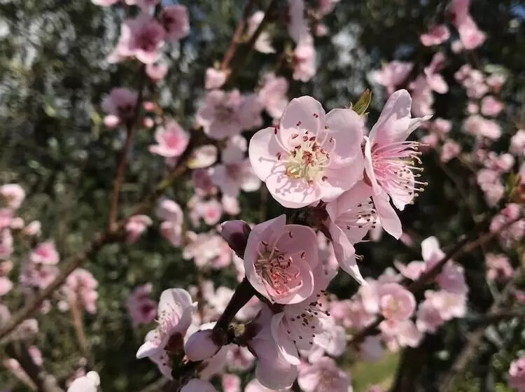 Aamiaismajoitus (B&B) Cilento