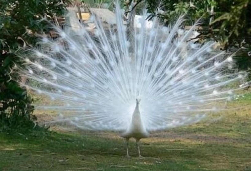 膳宿费 Au Bas Chalonge