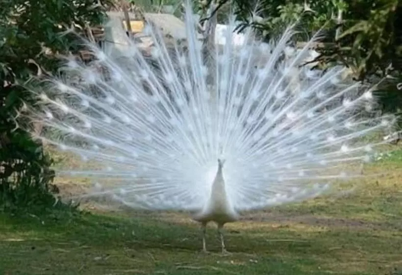 Majatalo Au Bas Chalonge