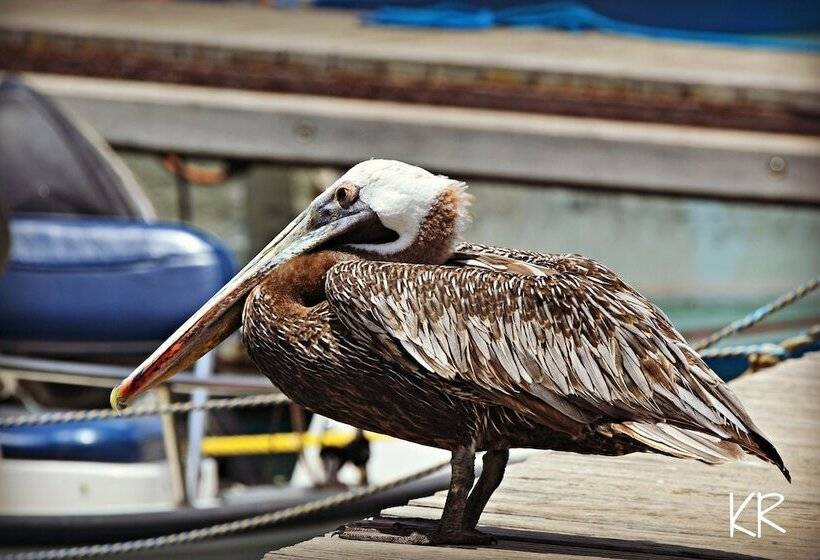 Treasure By The Sea Bonaire