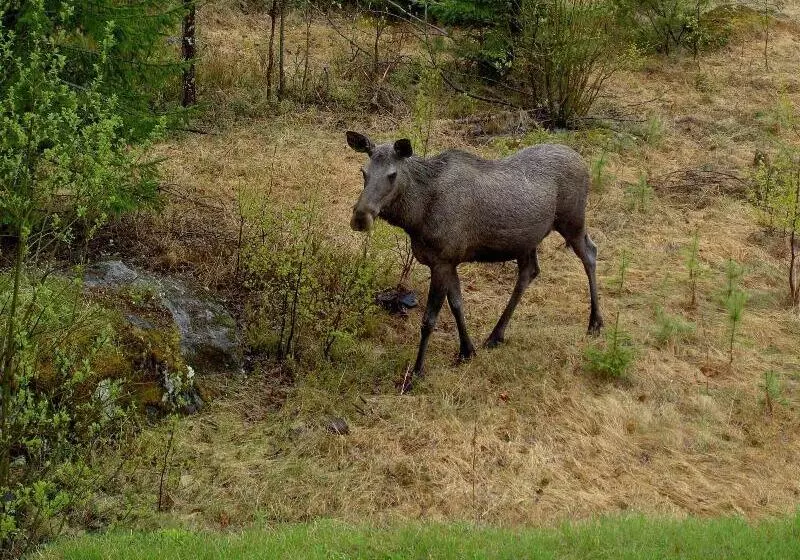 Hotelli L Vindelngallerian