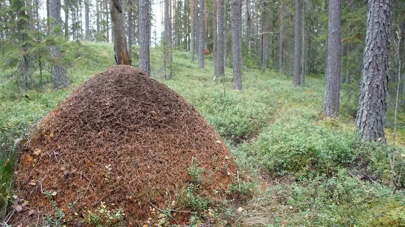 Hotelli L Vindelngallerian