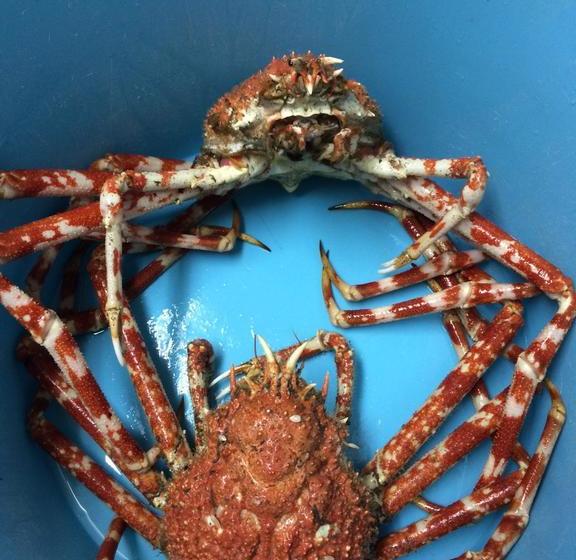 ריוקאן Ryoshi No Onsenyado Taro