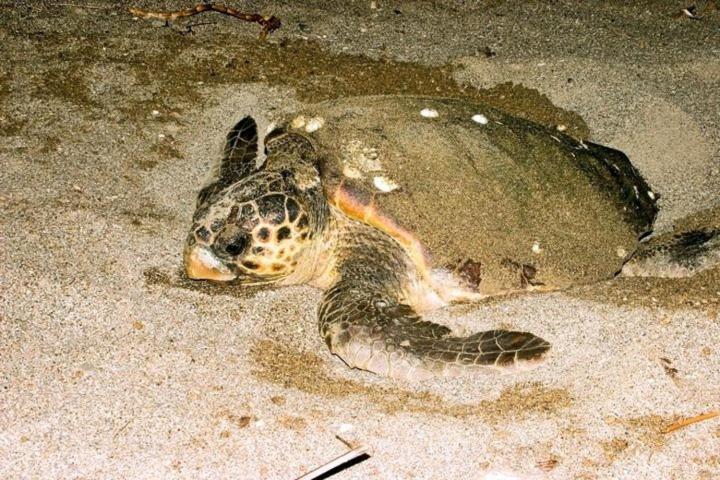 هتل Nostalgia World