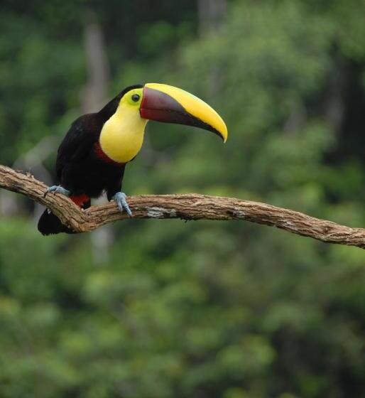 Отель Tiki Villas Rainforest Lodge   Adults Only