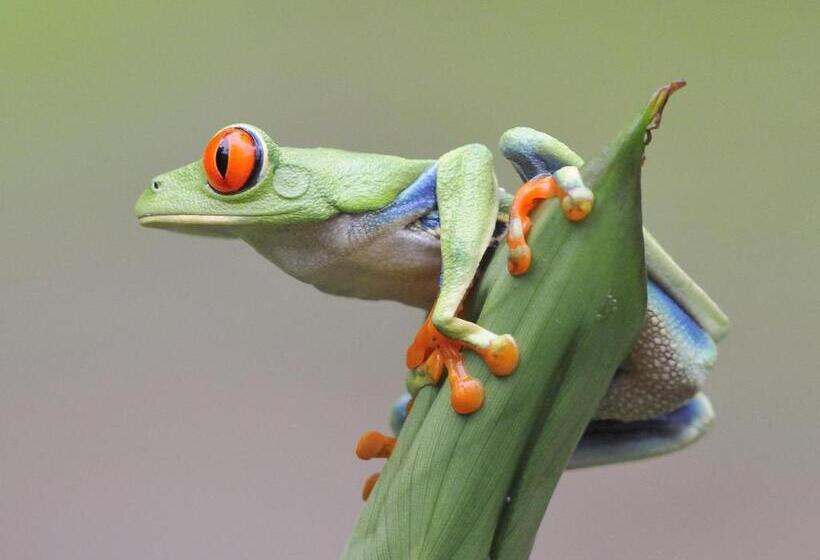 Отель Tiki Villas Rainforest Lodge   Adults Only