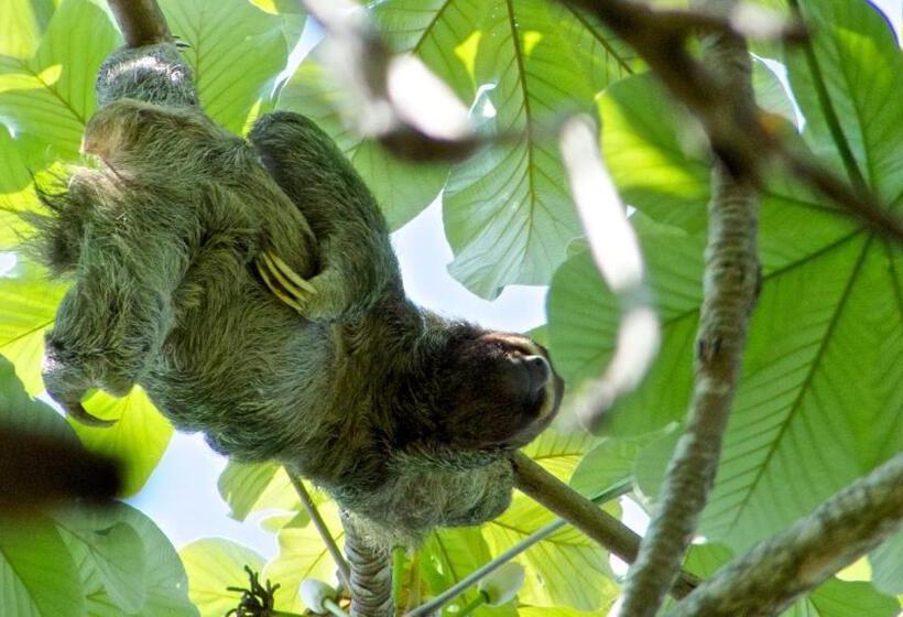 Отель Tiki Villas Rainforest Lodge   Adults Only