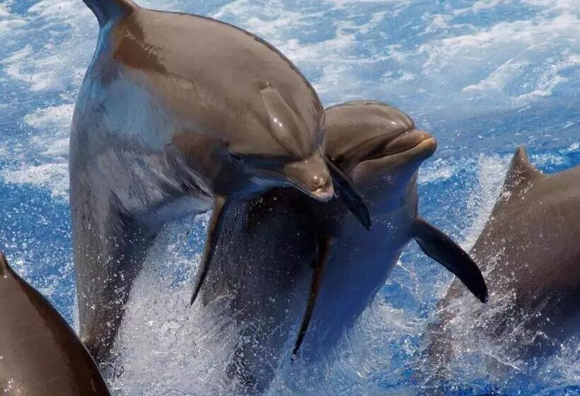 Hotelli Tiki Villas Rainforest Lodge   Adults Only