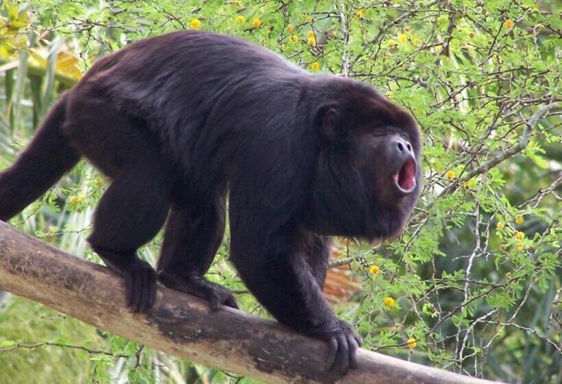 Отель Tiki Villas Rainforest Lodge   Adults Only