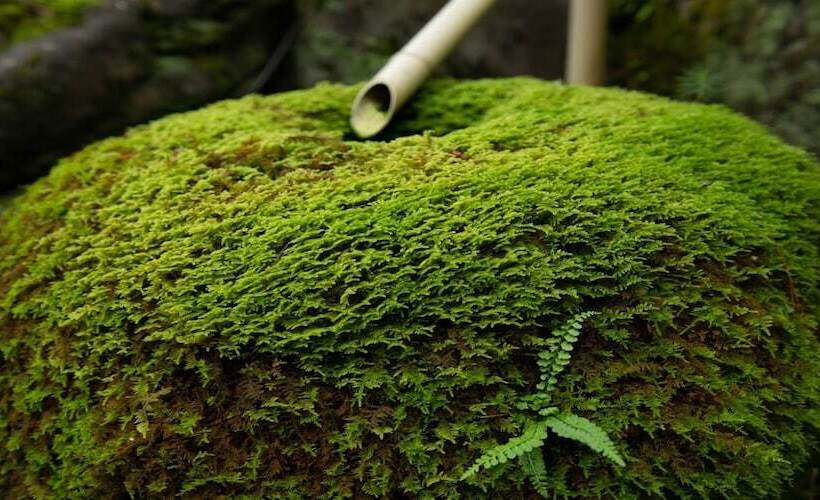 ريوكان Awazuonsen Kitahachi