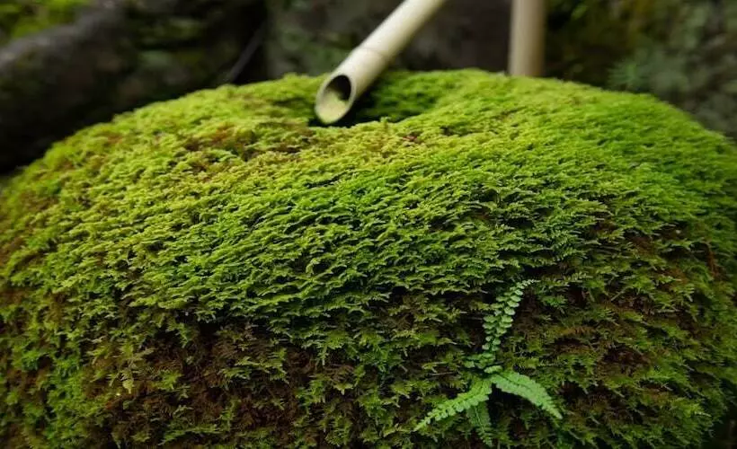 ریوکان Awazuonsen Kitahachi