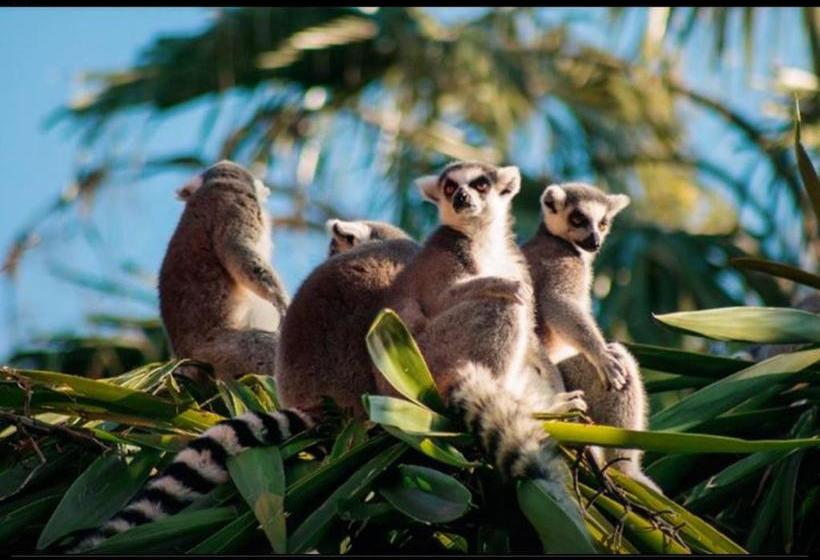 تختخواب و صبحانه Habitation Les Manguiers