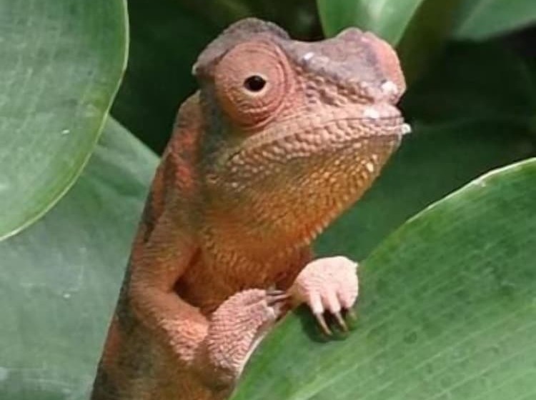 تختخواب و صبحانه La Kaz Nana Sakifo Maison D Hotes