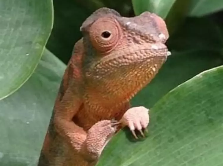 تختخواب و صبحانه La Kaz Nana Sakifo   Maison D Hotes