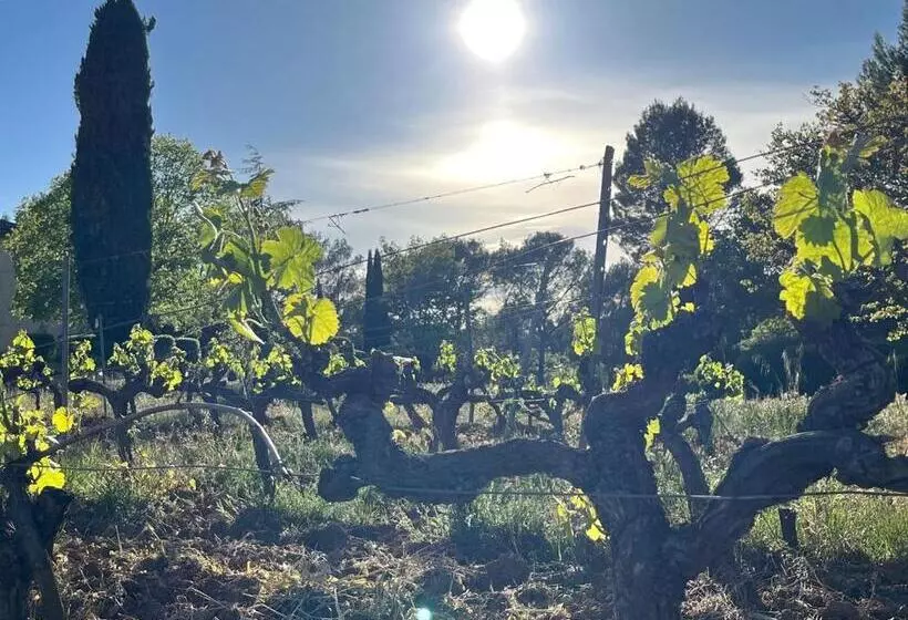 ベッドアンドブレックファースト Domaine Du Clos D Alari Chambres D Hôtes Au Milieu Des Vignes