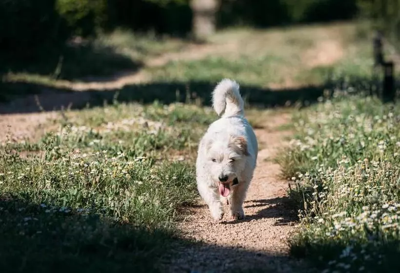 ベッドアンドブレックファースト Domaine Du Clos D Alari Chambres D Hôtes Au Milieu Des Vignes