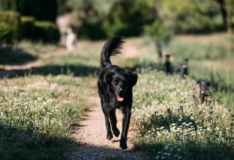 ベッドアンドブレックファースト Domaine Du Clos D Alari Chambres D Hôtes Au Milieu Des Vignes