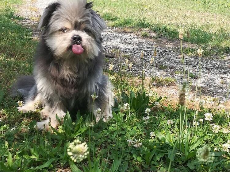 مبيت وإفطار Ca Gialla