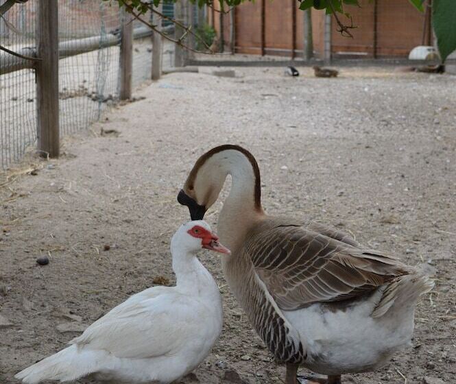 مبيت وإفطار Ca Gialla