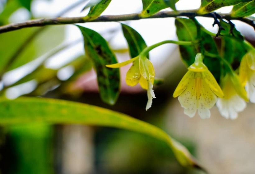 민박 Gingerbread Hotel And Restaurant