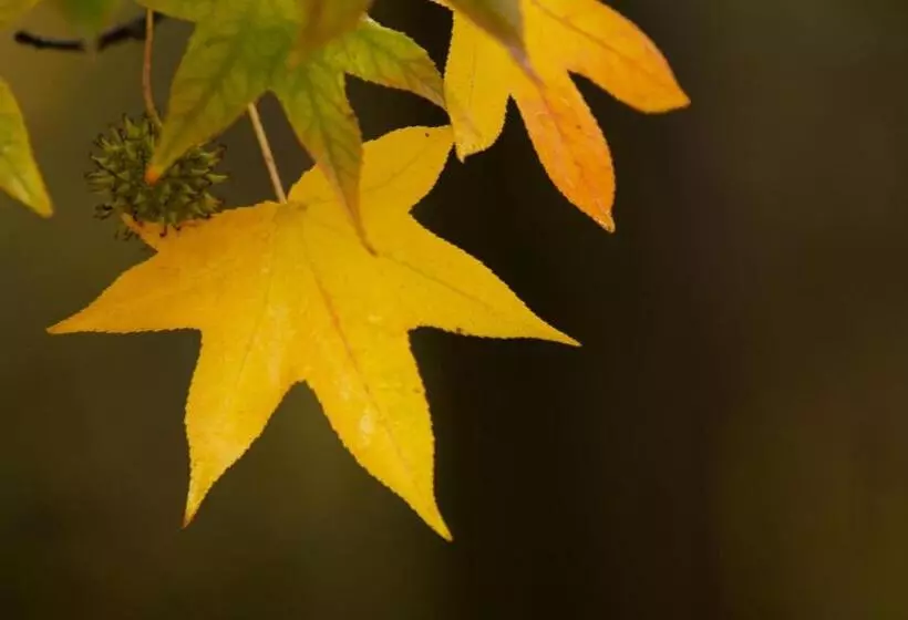 ベッドアンドブレックファースト Sant'anna