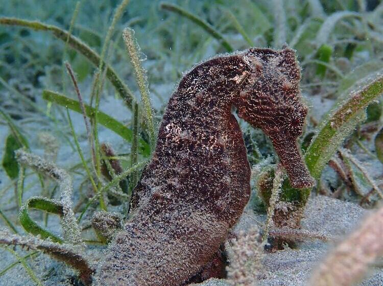 호텔 Biorock Homestay