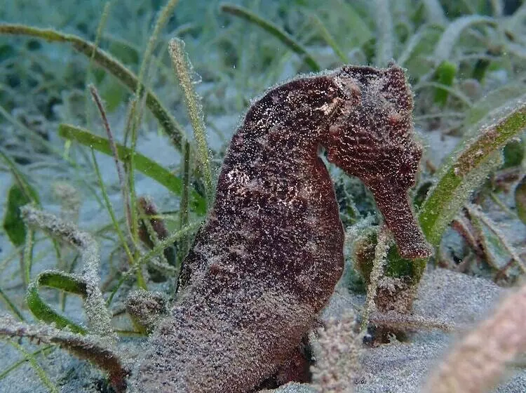 Hotelli Biorock Homestay