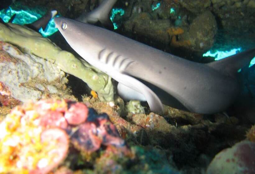 호텔 Biorock Homestay