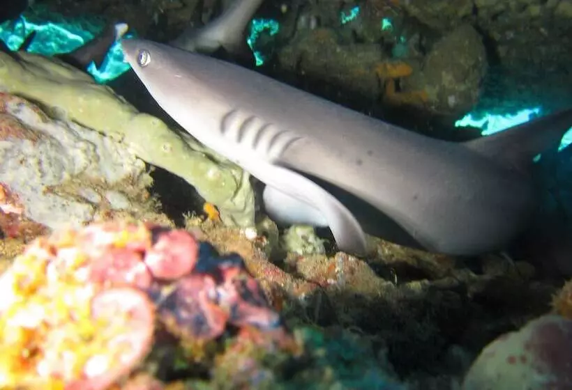 Hotelli Biorock Homestay