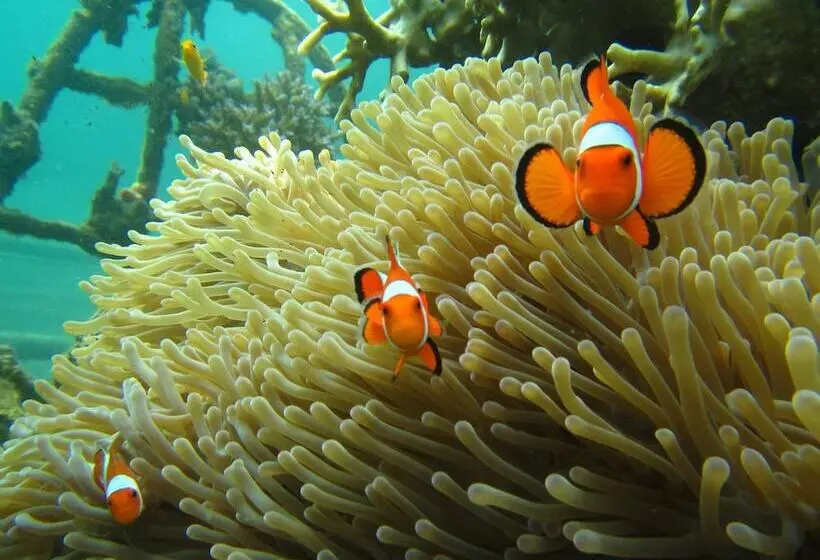 Hotelli Biorock Homestay