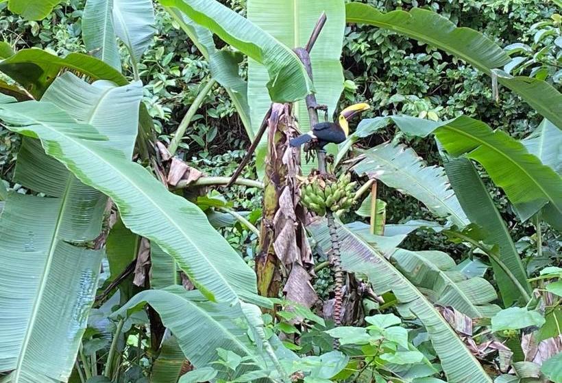 فندق Mussaenda, Arenal