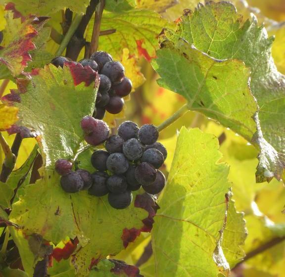 ベッドアンドブレックファースト Champagne Gilmaire Etienne