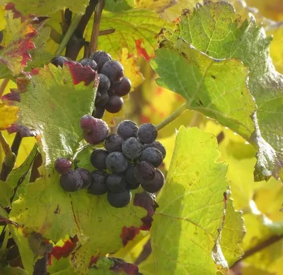 ベッドアンドブレックファースト Champagne Gilmaire Etienne