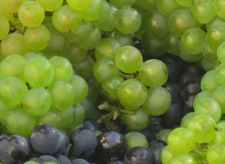 ベッドアンドブレックファースト Champagne Gilmaire Etienne