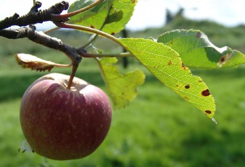 Hajé Hotel Restaurant De Lepelaar