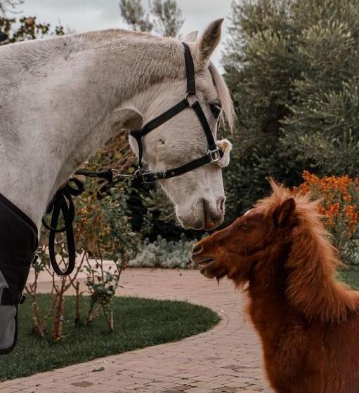 בית מלון כפרי Rocca Dei Saraceni