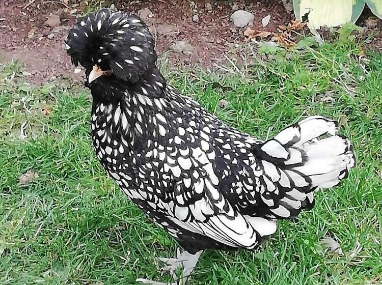 צימר Manoir Des Lions De Tourgeville