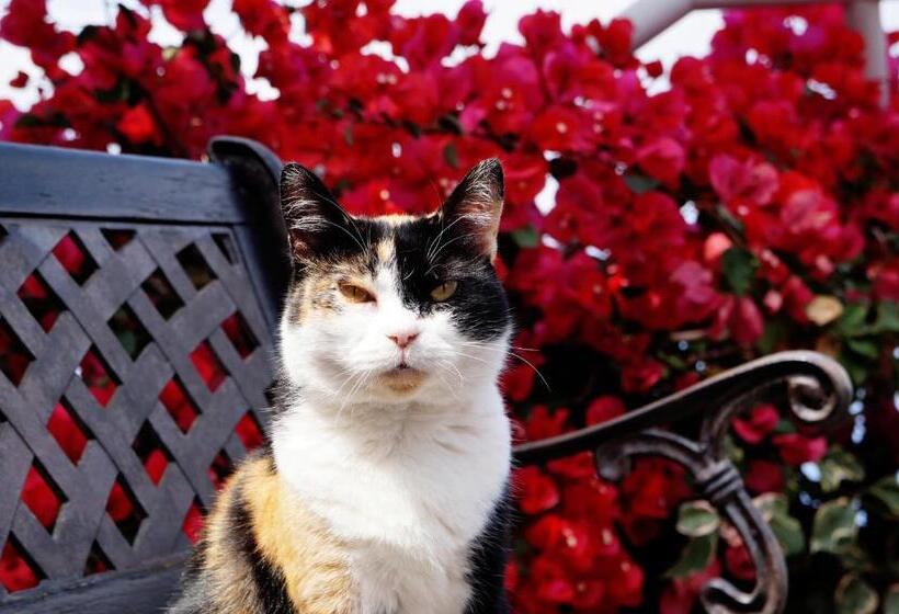 בית מלון כפרי Casa Das Proteas