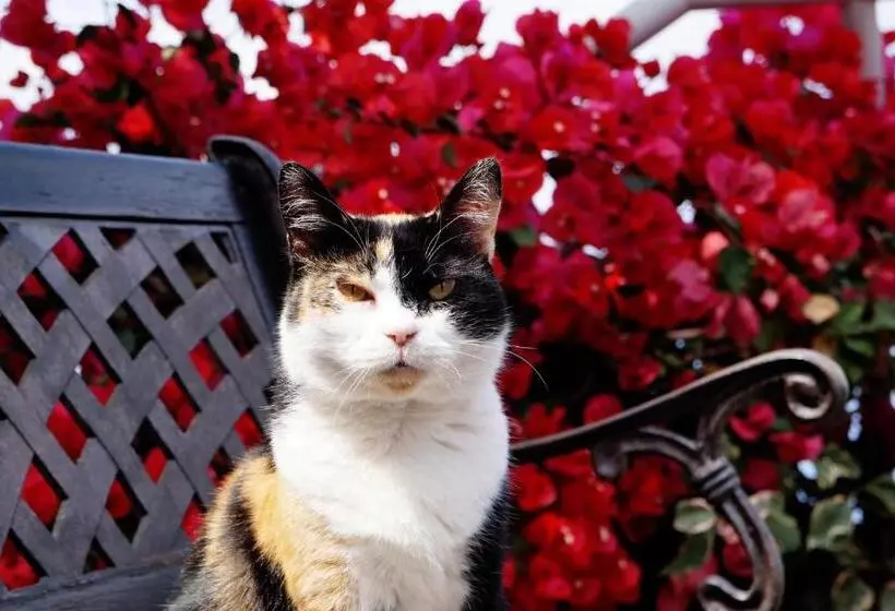 ホテル Casa Das Proteas