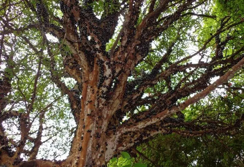 Hotelli Solar Dos Montes